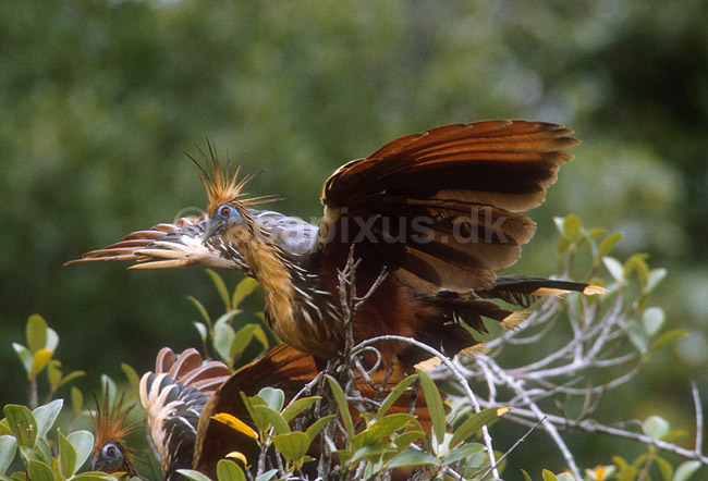 Hoatzin; Opisthocomus hoatzin, Ophisthocomidae; Yasuni NP / Amazonas; Equador, Ecuador; Syd Amerika; fugle; 