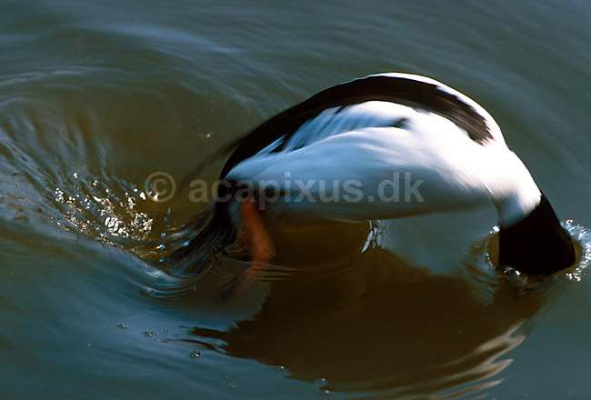 Hvinand der dykker; Bucephala clangula, Anatidae; K�benhavn ZOO; ; ; fugle; 