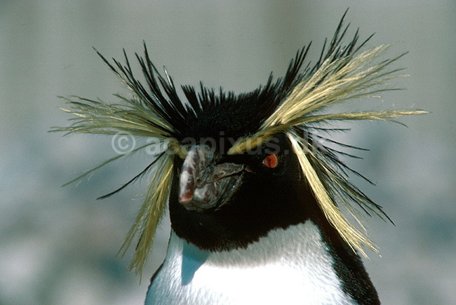 Spring pingvin; Eudyptes crestatus, Spheniscidae; K�benhavn ZOO; ; ; fugle; 