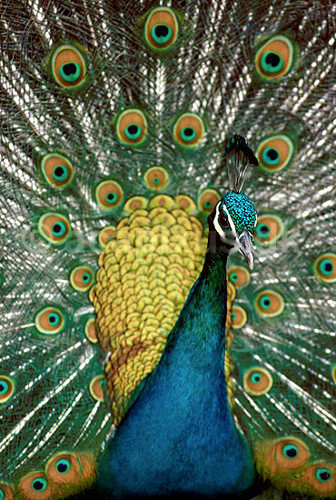 Indisk p�fugl; Pavo cristatus, Phasianidae; Hwange Safari Lodge; Zimbabwe; Afrika; fugle; 