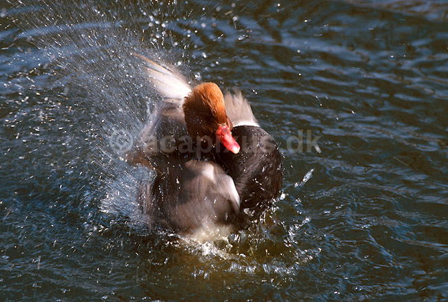 R�dhovedet and netter sig; Netta rufina, Anatidae; K�benhavn ZOO; ; ; fugle; 