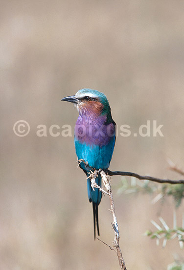 Lillabrystet ellekrage; Coracias caudata, Coraciidae; Serengeti NP; Tanzania; Afrika; fugle; 