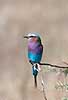 Lillac breasted roller Coracias caudata, Coraciidae Serengeti NP Tanzania Africa birds 