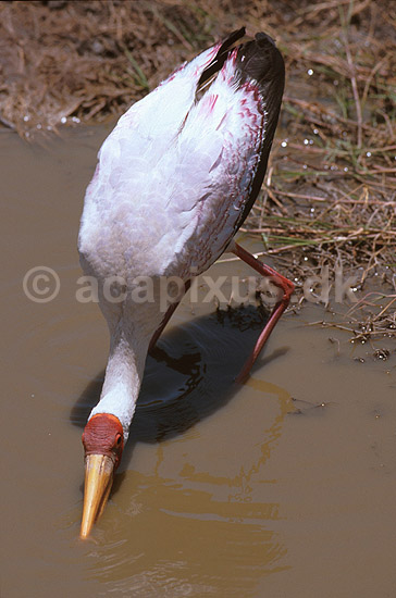 Afrikansk skovstork; Mycteria ibis, Ciconiidae; Ngorongoro NP; Tanzania; Afrika; fugle; 