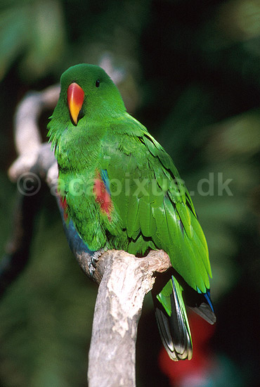 �delpapeg�je, han; Eclectus roratus, Psittacidae; Queensland; Australien; Australien; fugle; 