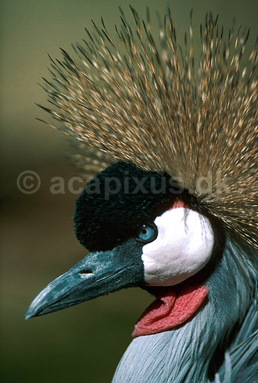 Sydlig krontrane; Balearica regulorum, Gruidae; Chipangali Wildlife Orphancy; Zimbabwe; Afrika; fugle; 