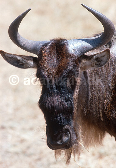 Gnu (Okse gnu, Stribet gnu); Connochaetes taurinus, Bovidae; Ngorongoro NP; Tanzania; Afrika; pattedyr; 