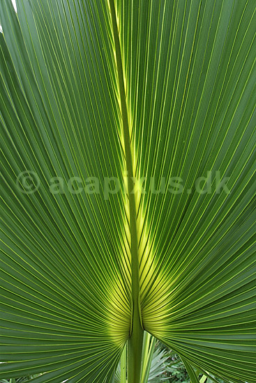 Detallier af palmeblad; Arecaceae; Botanisk V�ksthus / K�benhavn; ; ; planter; botanik