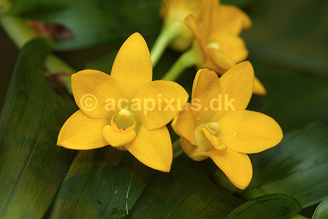 Vanillie orkide; Vanilla pompona; Botanisk V�ksthus / K�benhavn; ; ; planter; krydderier blomster orkideer