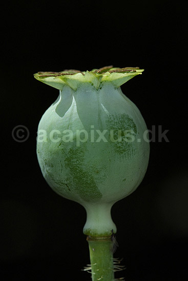 Opiumvalmue; Papaver somniferum Papaveraceae; Landboh�jskolens Have / Frederiksberg; ; ; planter; opium rusmidler narkotika