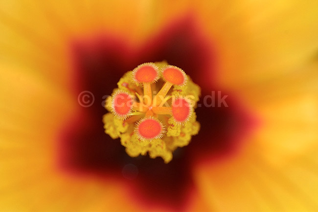 Hibiscus blomst st�vdrager; Hibiscus spec.; Landboh�jskolens Have / Frederiksberg; ; ; planter; blomster