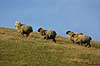  Ovis aries Herstedh�je / Vestskoven / Hersted�ster   mammals wool farm animals farming