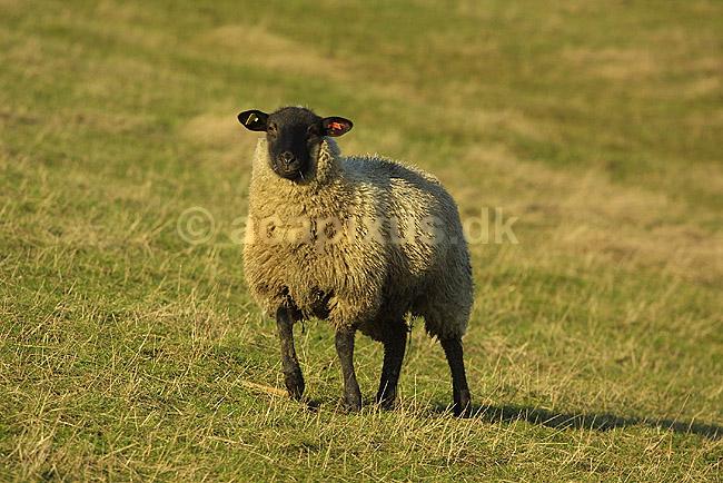 Tamf�r F�r; Ovis aries; Herstedh�je / Vestskoven / Hersted�ster; ; ; pattedyr; uld husdyr landbrug