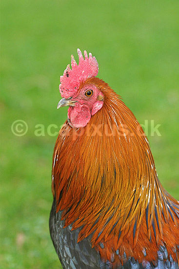 Bankivah�ne Dv�rgh�ne Dv�rgh�ns; Gallus gallus; K�benhavn ZOO; ; ; fugle; dv�rgh�ne dv�rgh�ns kok hane hanekam h�ns husdyr landbrug