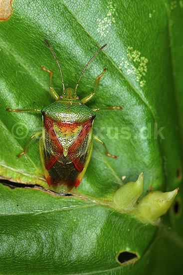 Birket�ge; Elasmucha grisea; B�llemosen / J�gersborg Hegn; ; ; insekter; t�ger