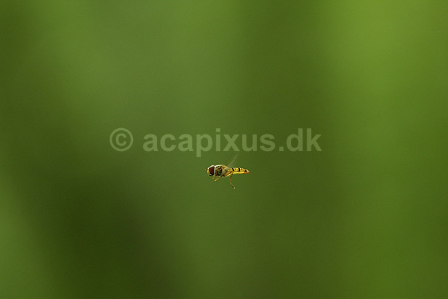 Svirreflue svirrer i luften; Episyrphus balteatus Syrphidae; B�llemosen / J�gersborg Hegn; ; ; insekter; fluer flyve flyvning