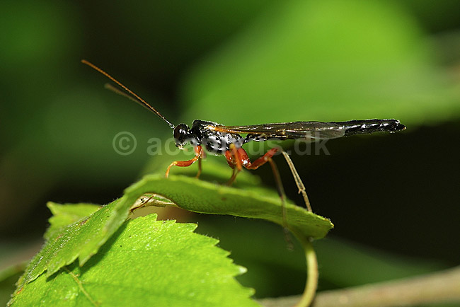 Sabelhveps; Rhyssa persuasoria; B�llemosen / J�gersborg Hegn; ; ; insekter; 