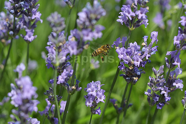 Honningbi p� blomst; Apis mellifera, Apidae; Landboh�jskolens Have / Frederiksberg; ; ; insekter; honning bier flyvning