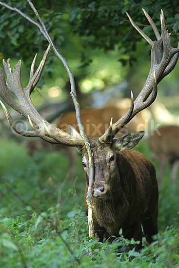 Kronhjort med kradsepind; Cervus elaphus Cervidae; J�gersborg Dyrehave; ; ; pattedyr; kronvildt gevir