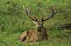 Kronhjort hviler i gr�sset Cervus elaphus Cervidae J�gersborg Dyrehave   pattedyr kronvildt gevir
