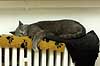 Huskat nyder livet og varmen oven p� radiator Felis catus, Felidae    pattedyr katte k�ledyr husdyr huskatte
