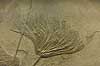  Pentacrinites hiemeri Echinodermata Natural History Museum / London England Europe  