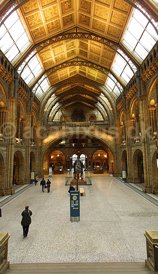 Natural History Museum. Central Hall i London Natural History Museum med udstilling af Brontosaurus skelet; ; Natural History Museum / London; England; Europa; ; pal�ontologi forsteninger fossiler jurassic dinosaurus dinosauere