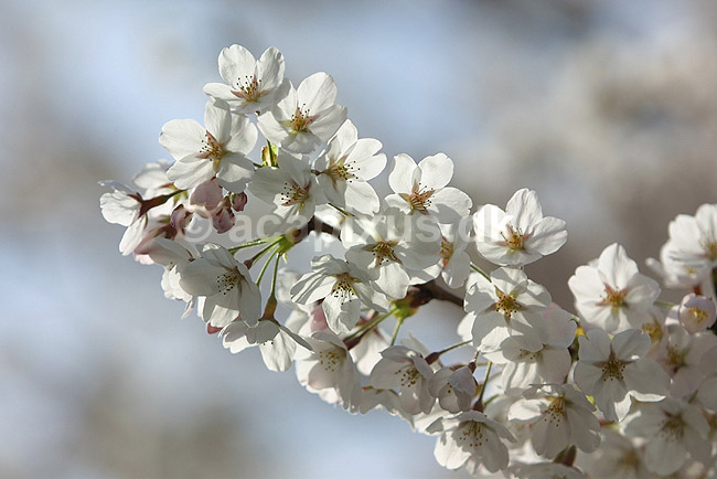 Japansk Kirseb�r. Japansk kirseb�rtr� i blomstring i Kyoto; Prunus spec. Rosaceae; Path of Philosophy / Kyoto; Japan; Asien; planter; Prydkirseb�r blomster Kansai for�r