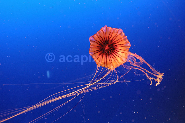 Kompasgople. Kompasgople oplyst af UV-lys i akvarium; Chrysaora melanaster; Osaka Aquarium / Osaka; Japan; Asien; polypdyr; gobler gopler Scyphozoa Storgopler