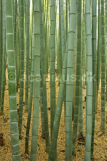 Bambus stammer. Bambus stammer i bambus skov; Bambusa spec; Kyoto; Japan; Asien; planter; 