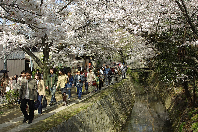 Kirseb�rblomstring. Japanere nyder kirseb�rtr�ernes blomstring ved Path of Philosophy i Kyoto; Prunus spec. Rosaceae; Path of Philosophy / Kyoto; Japan; Asien; ; Prydkirseb�r blomster Kansai japansk for�r