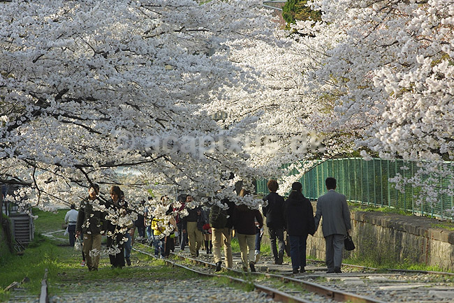 Kirseb�rblomstring. Japanere nyder kirseb�rtr�ernes blomstring i Kyoto; Prunus spec. Rosaceae; Kyoto; Japan; Asien; ; Prydkirseb�r blomster Kansai japansk for�r