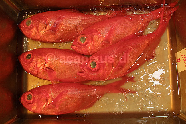Tsukiji Fish Market. R�de fisk udstillet p� Tsukiji Fish Market; ; Tsukiji Fish Market / Tokyo; Japan; Asien; ; markeder frisk fisk sushi r�dt