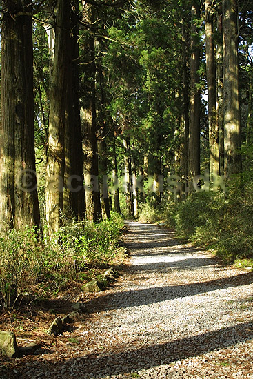 Sugi-namiki. Cryptomeria Avenue (Sugi-namiki), del af den gamle Tokaido vej i Fuji-Hakone-Izu National Parken; ; Hakone; Japan; Asien; ; transport vejnet
