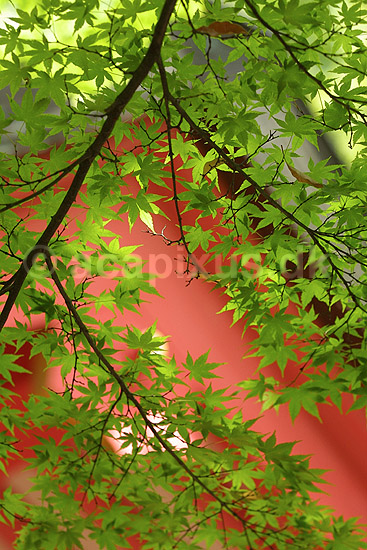 Kasuga-Taisha Shrine. Ahorn blade foran Kasuga-Taisha Shrine templet i Nara ; ; Kasuga-Taisha Shrine / Nara; Japan; Asien; planter; templer