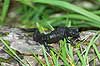  Salamandra atra The Alps / Kandersteg Switzerland Europe amphibians 