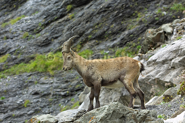 Alpestenbuk. Alpestenbuk n�r Kandersteg i Schweiz; Capra ibex; Alperne / Kandersteg; Schweiz; Europa; pattedyr; mammals, stenbukke, hovdyr