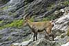  Capra ibex The Alps / Kandersteg Switzerland Europe mammals 