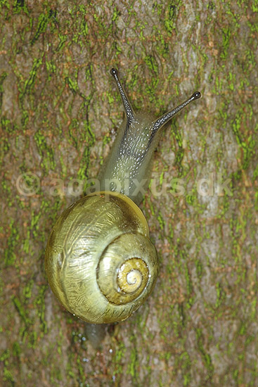 Busksnegl. Havesnegl p� tr�stamme. Gul ensfarvet form.; Cepaea hortensis; M�nsklint / M�n; Danmark; ; Bl�ddyr; snegle, Mollusca, lungesnegle, Pulmonata