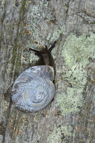 Lillelampesnegl. Lille lampe; Helicigona lapicida; M�nsklint / M�n; Danmark; ; Bl�ddyr; snegle, Mollusca, lungesnegle, Pulmonata