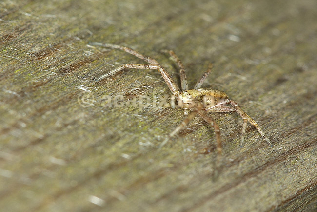 Krabbeedderkop. Edderkop; ; ; Danmark; ; spindlere; Edderkopper, Krabbeedderkopper, Thomisidae