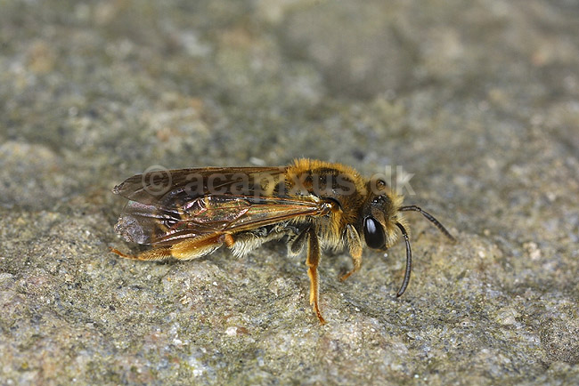 Vejbi. Vejbi p� jorden t�t p� sit underjordiske bo; Helictus spec; KVLs have; Danmark; ; insekter; Vejbier, Halictidae
