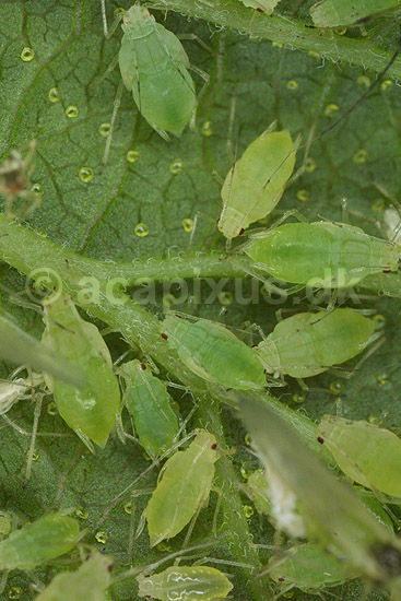 Fersken bladlus; Myzus persicae; KVLs have; ; ; insekter; Aphidoidea, skadedyr