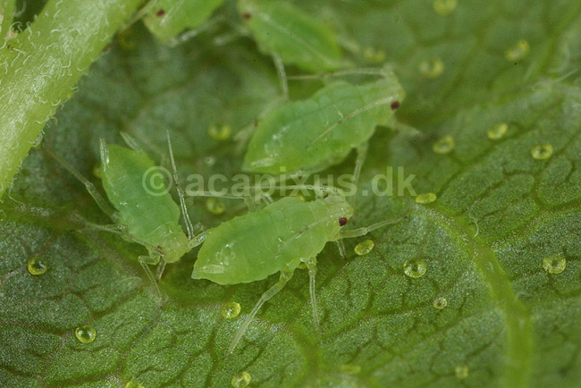Fersken bladlus; Myzus persicae; KVLs have; ; ; insekter; Aphidoidea, skadedyr