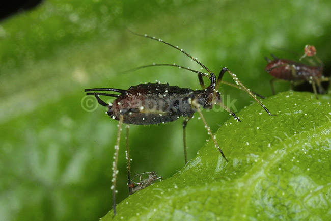 Bladlus; Aphis gossypii; H�kens�sen; Sverige; ; insekter; Bladlus, Aphidoidea