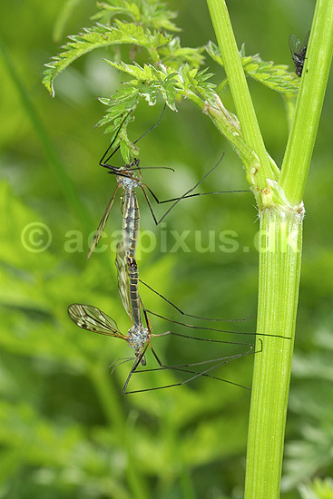 Stankelben. Stankelben parrer sig; Nephrotoma appendiculata; H�kens�sen; Sverige; ; insekter; Tipuloidea, tovinger, tovingede