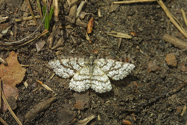 Lyngm�ler; Ematurga atomaria; H�kens�sen; Sverige; ; insekter; M�lere, Geometridae