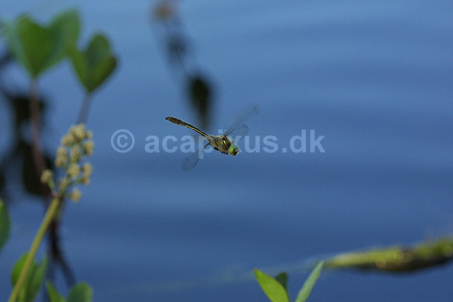 Guldsmed. Gr�n guldsmed flyver over s�ens vande; Cordulia aenea; H�kens�sen; Sverige; ; insekter; �gte guldsmede, Anisoptera, flyvning