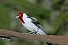  Paroaria dominicana Zoologisk Have, Copenhagen   birds 