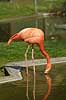  Phoenicopterus ruber, Phoenicopteridae Copenhagen ZOO   birds 